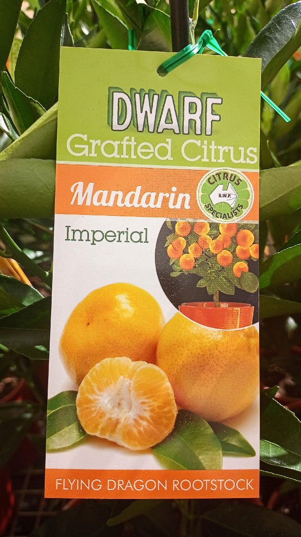 NEW SEASON CITRUS DWARF MANDARIN IMPERIAL