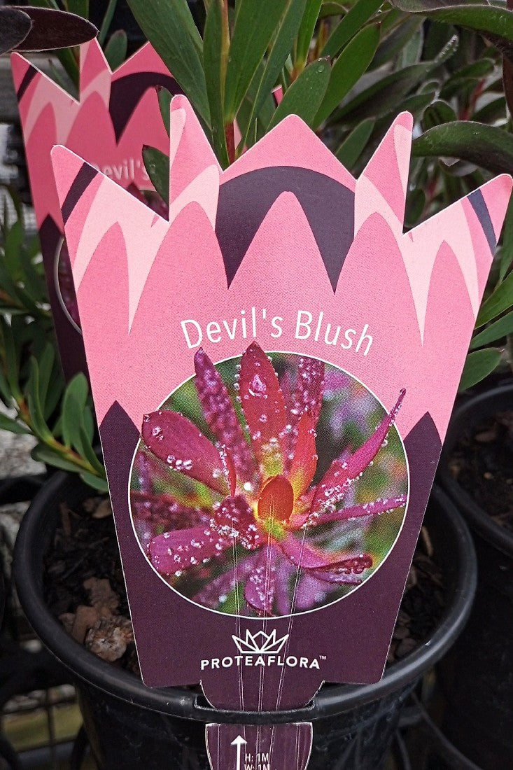 LEUCADENDRON DEVILS BLUSH 140MM