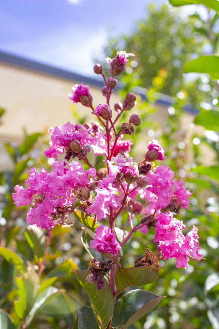 CREPE MYRTLE TUSCARORA 250MM