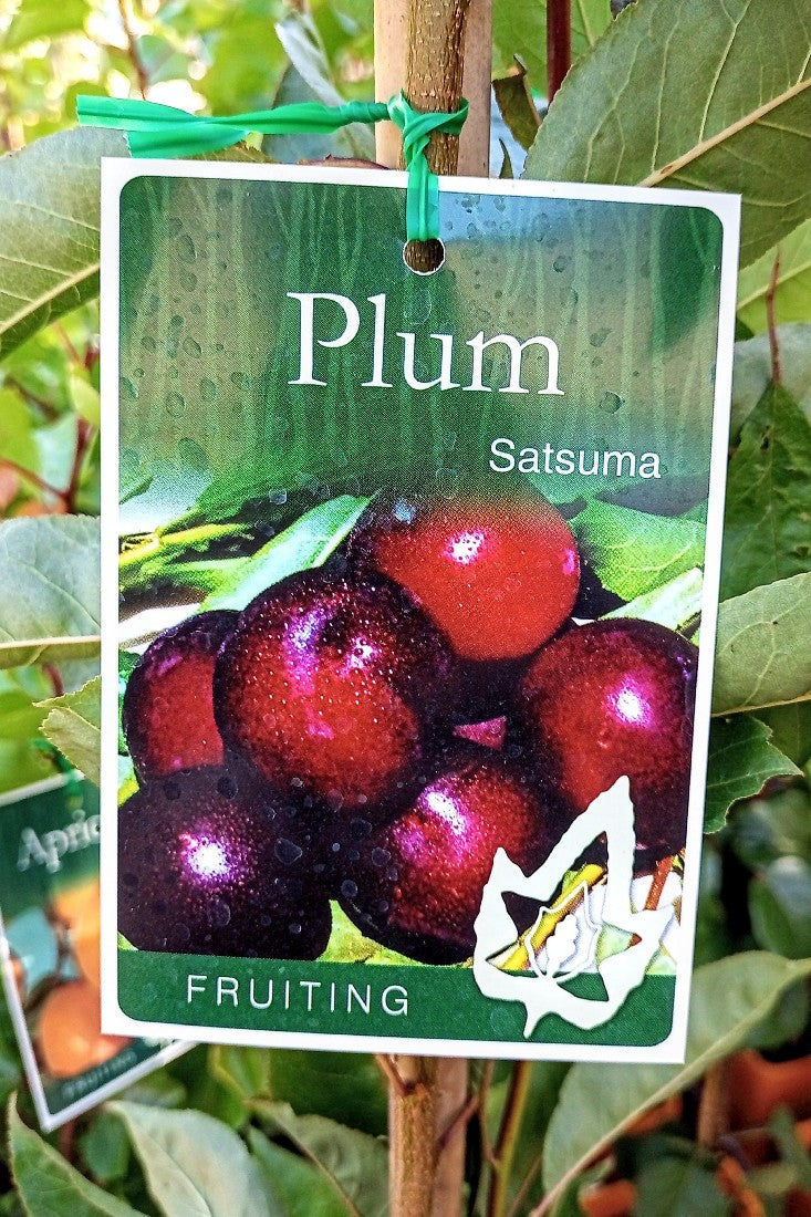 PLUM SATSUMA 180MM