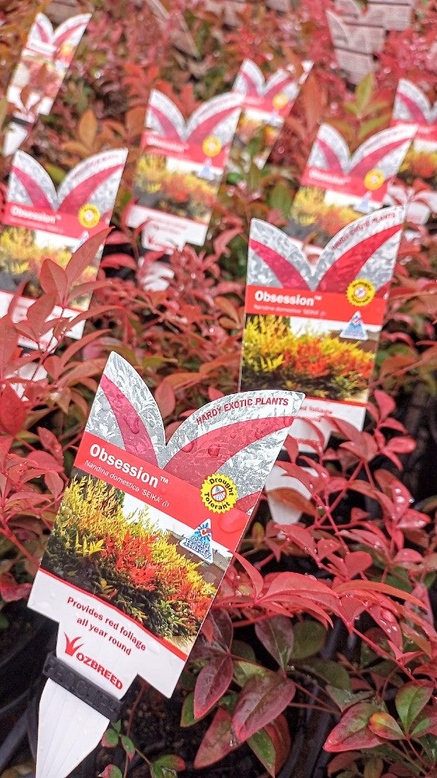 NANDINA OBSESSION 140MM