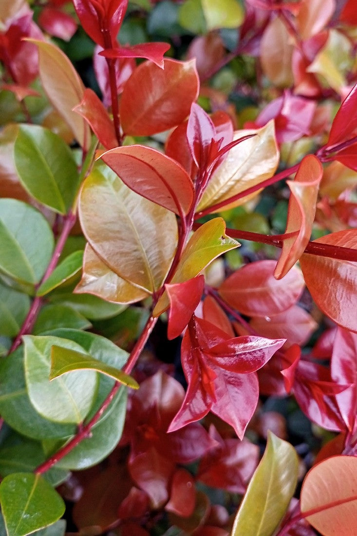 LILLY PILLY SYZYGIUM AUSTRALE BIG RED 200MM