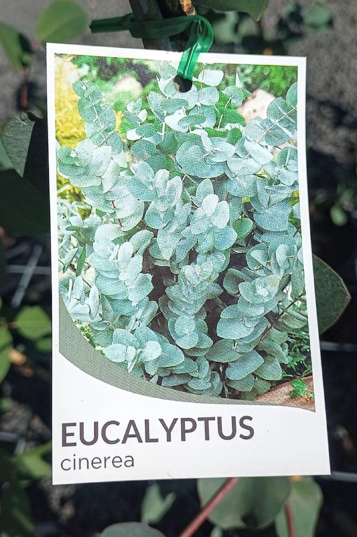 EUCALYPTUS CINEREA ARGYLE APPLE 250MM