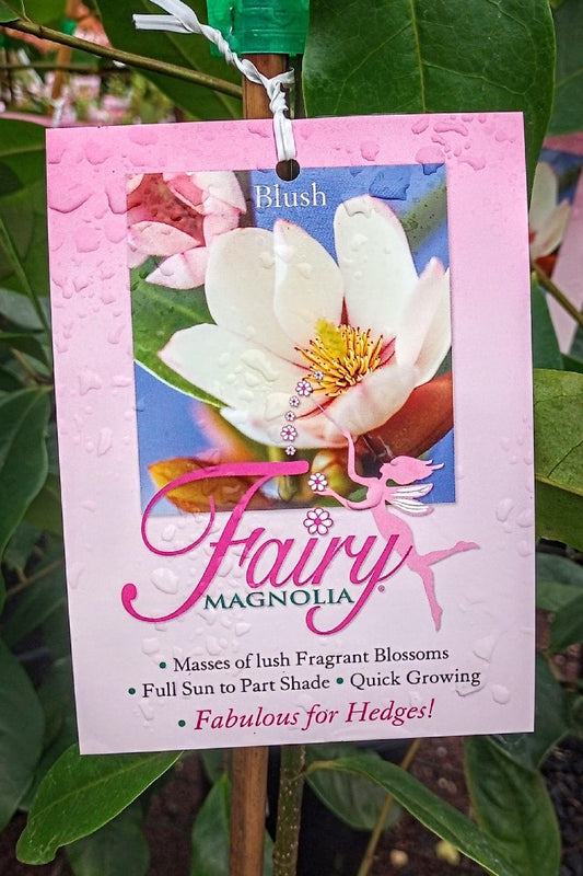 MAGNOLIA FAIRY BLUSH 200MM