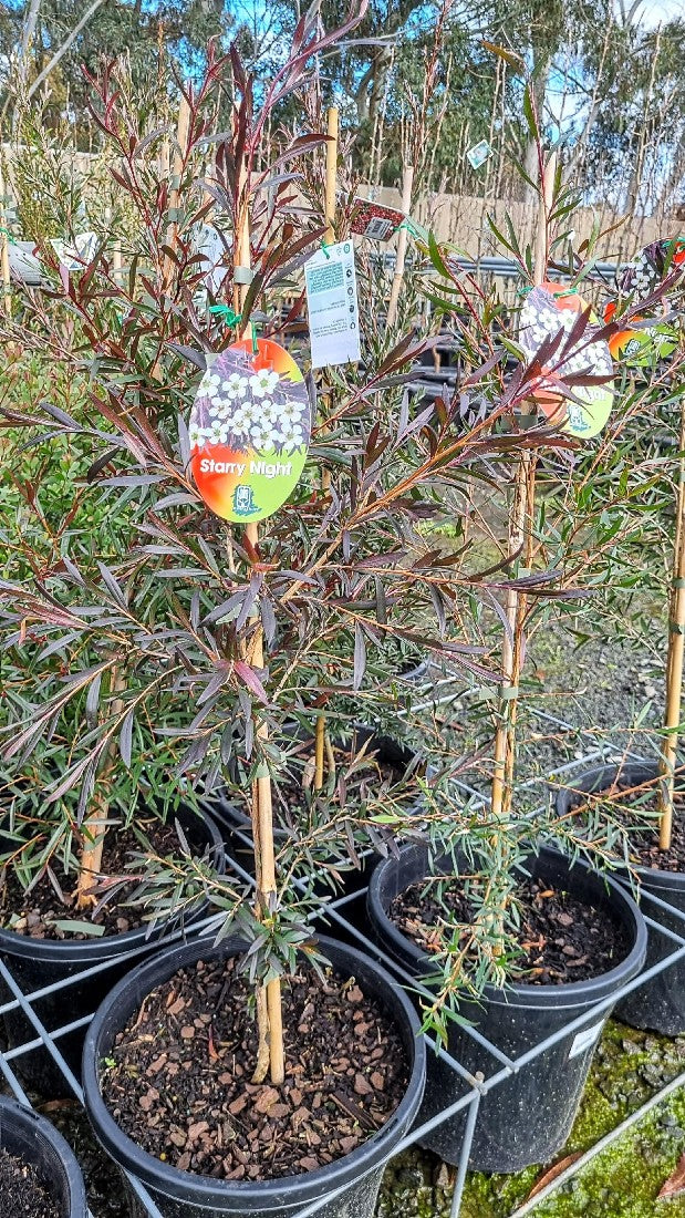 LEPTOSPERMUM STARRY NIGHT 250MM