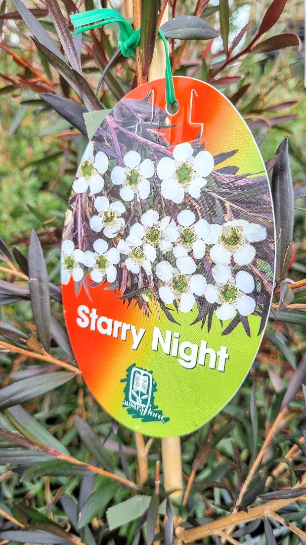 LEPTOSPERMUM STARRY NIGHT 250MM