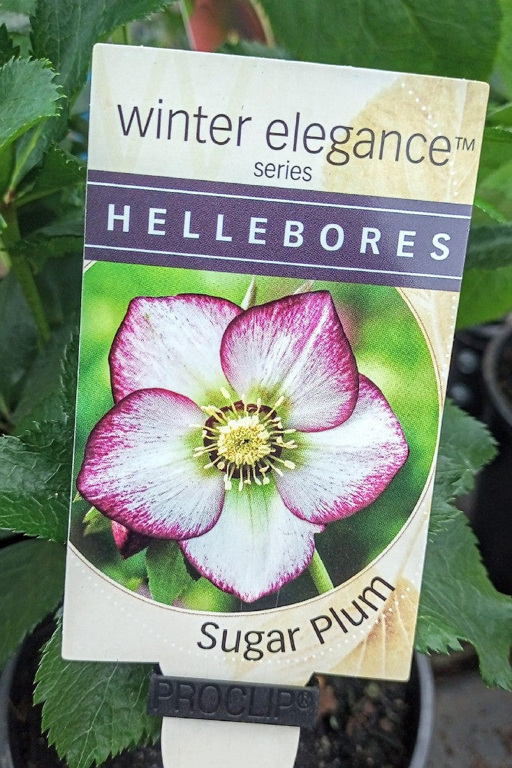 HELLEBORE SUGAR PLUM 140MM