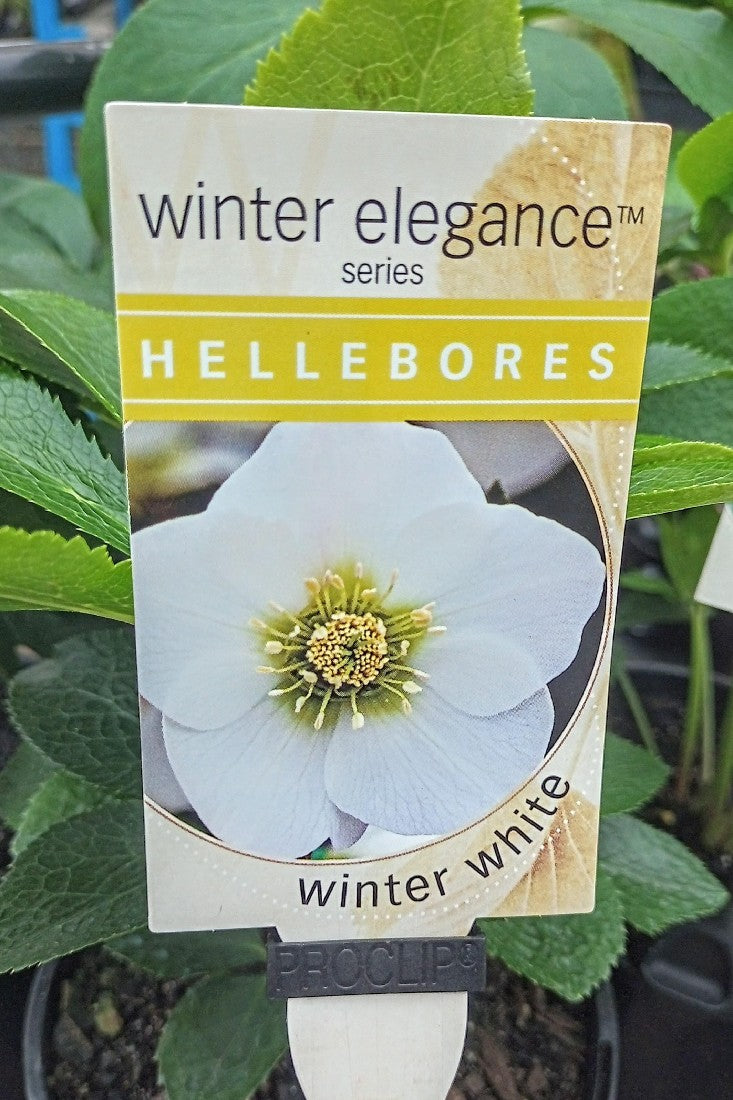 HELLEBORE WINTER WHITE 140MM