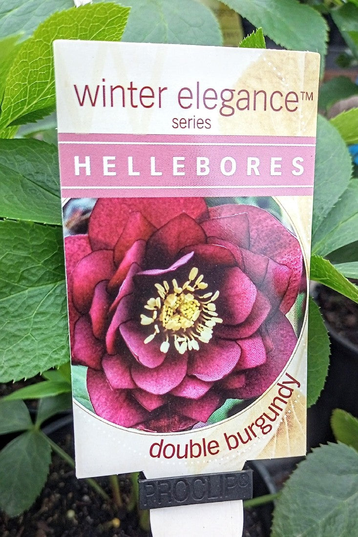 HELLEBORE DOUBLE BURGUNDY 140MM