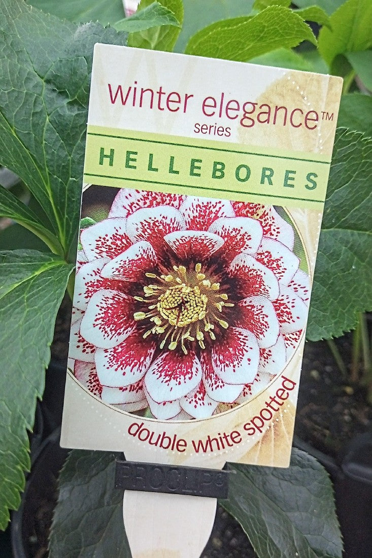 HELLEBORE DOUBLE WHITE SPOTTED 140MM