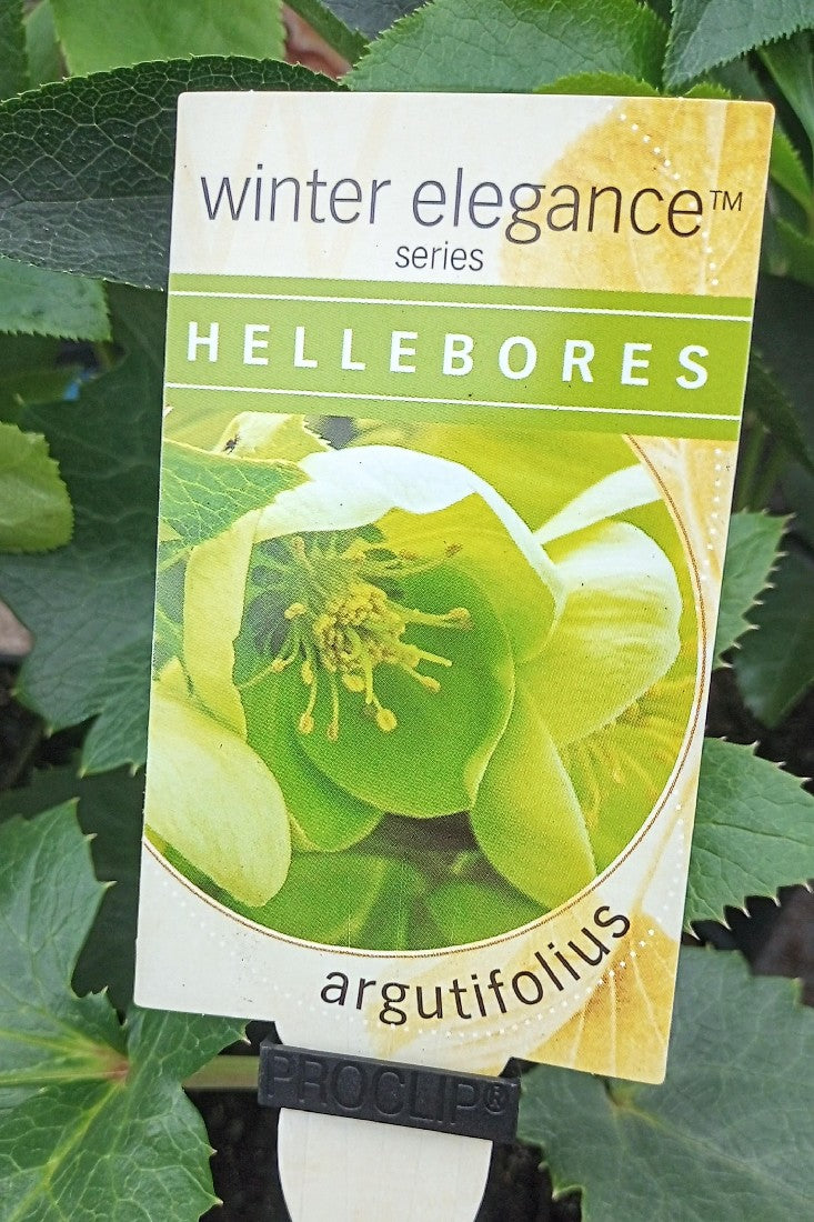 HELLEBORE ARGUTIFOLIUS 140MM