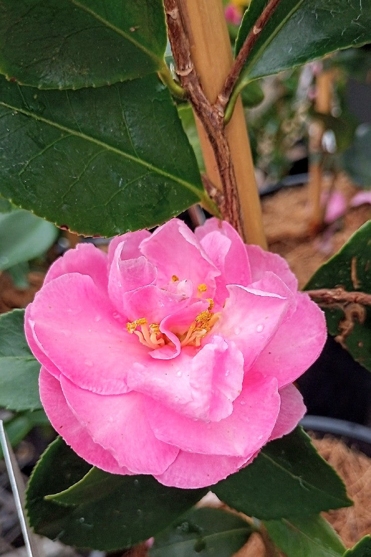 CAMELLIA MARGE MILLER 180MM