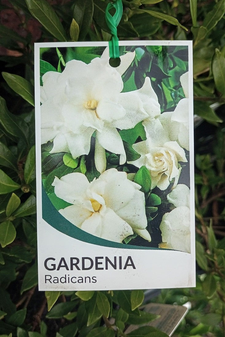 GARDENIA RADICANS 140MM