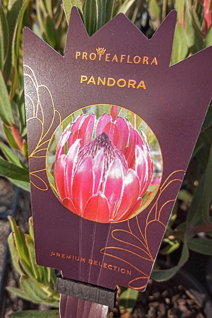 PROTEA PANDORA 140MM