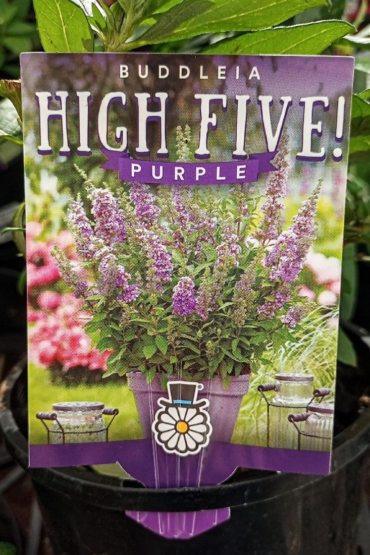 BUDDLEIA HIGH FIVE PURPLE 140MM