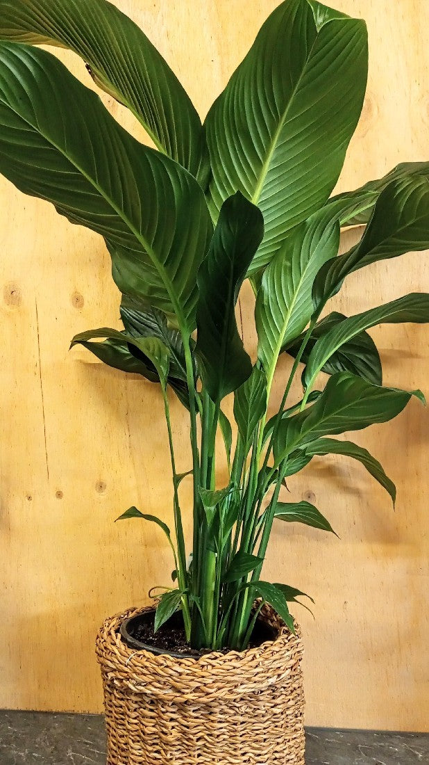 SPATHIPHYLLUM SENSATION 200MM