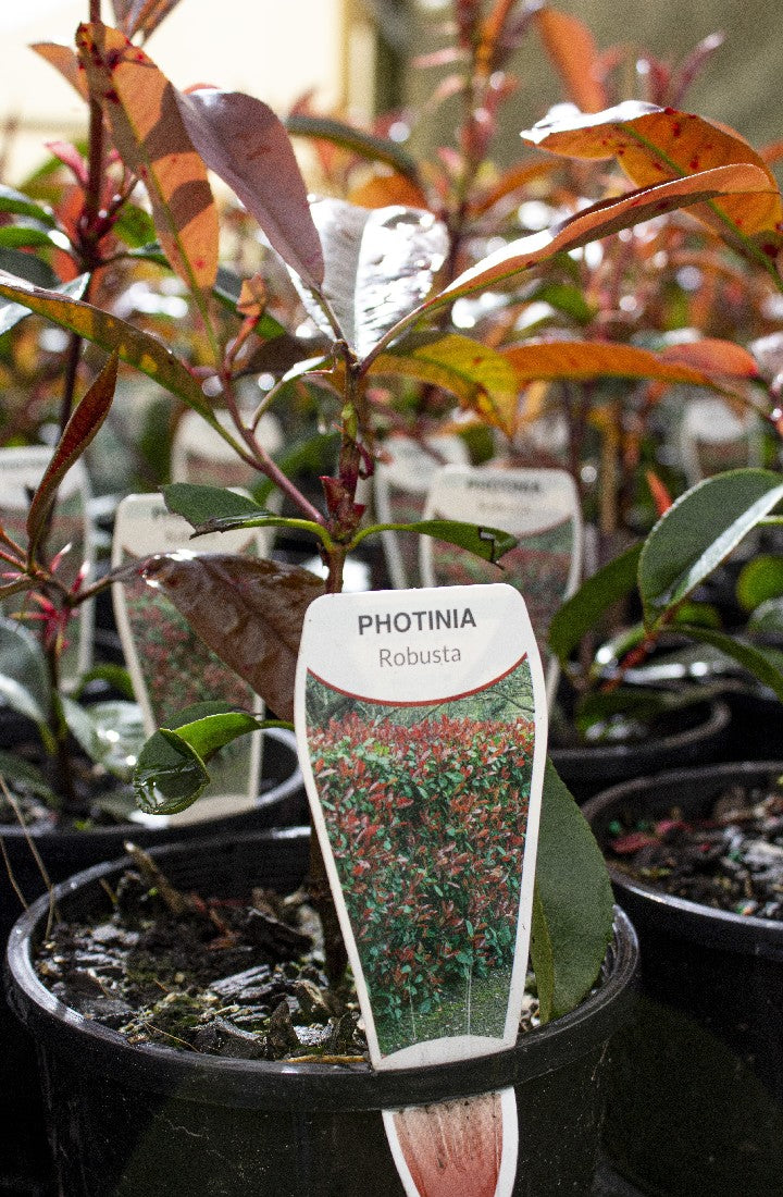 PHOTINIA ROBUSTA 140MM