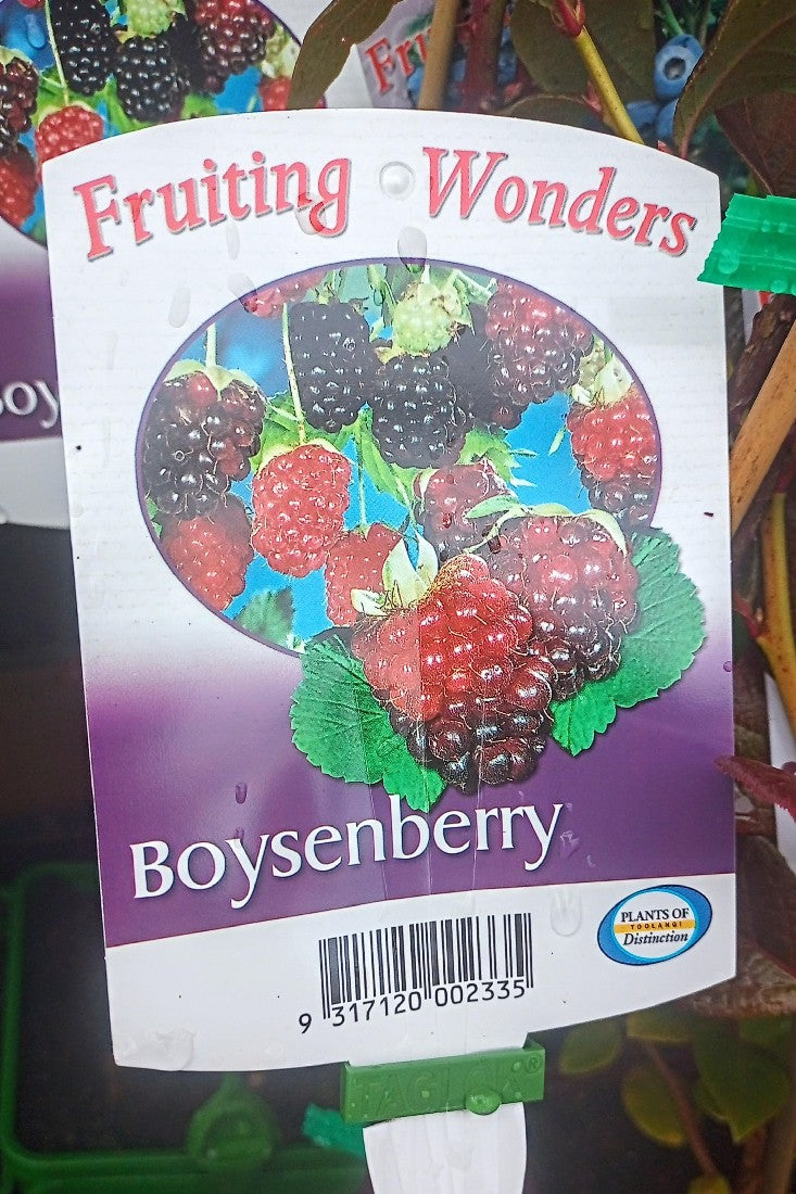 BOYSENBERRY 2L