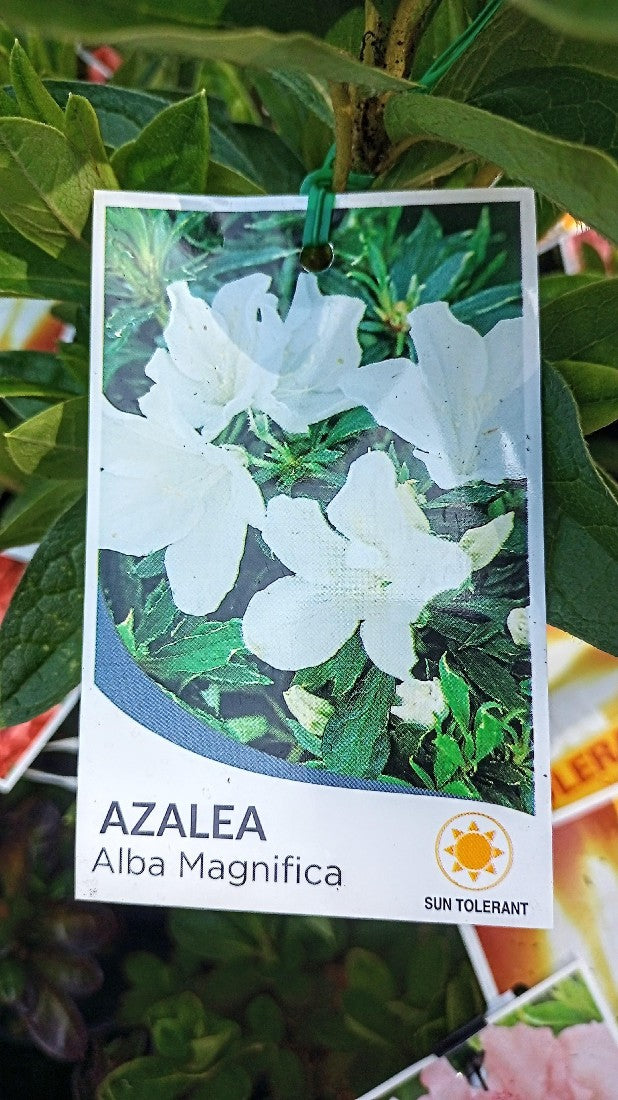 AZALEA ALBA MAGNIFICA 140MM