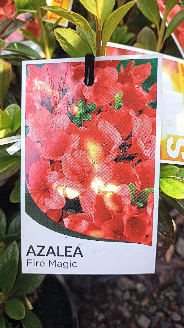 AZALEA FIRE MAGIC 140MM