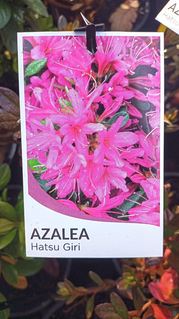 AZALEA HATSU GIRI 140MM