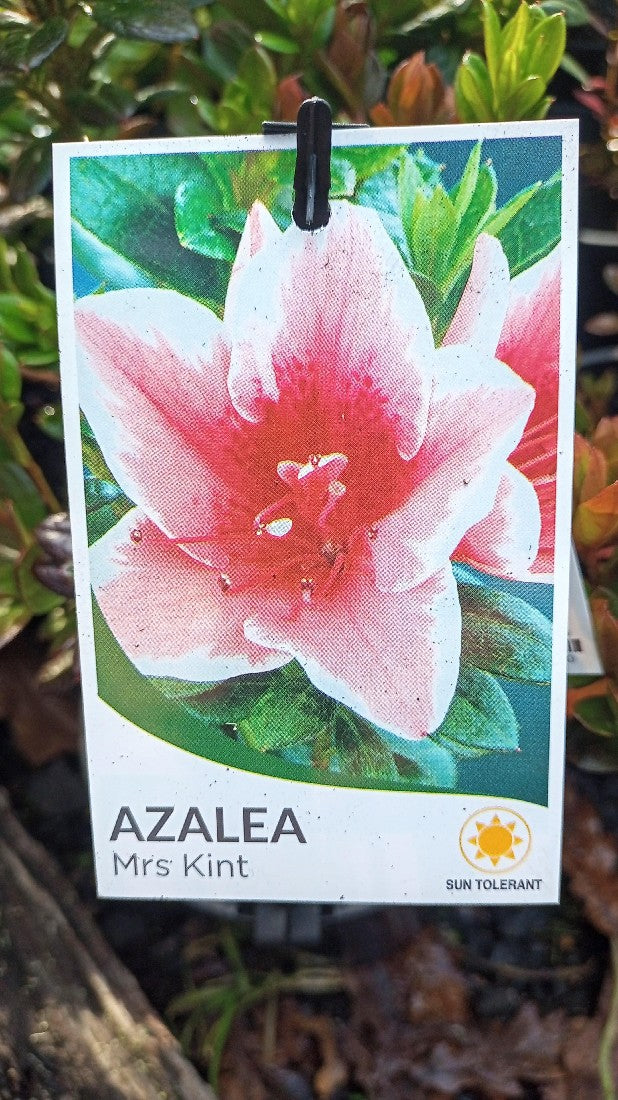AZALEA MRS KINT 140MM