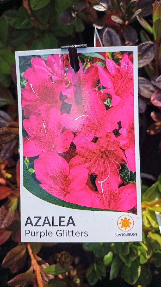 AZALEA PURPLE GLITTERS 140MM