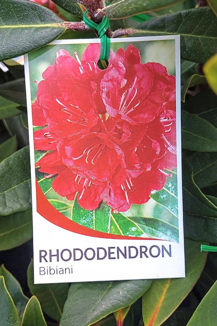 RHODODENDRON BIBIANI 200MM