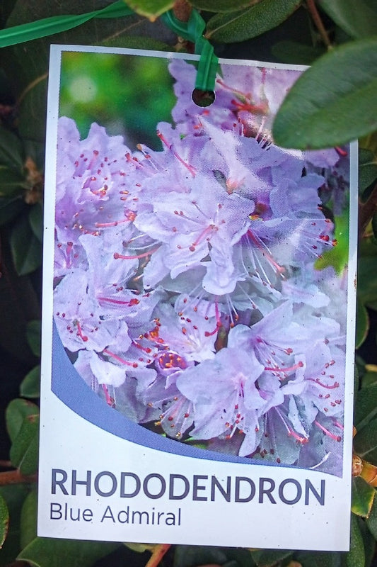 RHODODENDRON BLUE ADMIRAL 200MM