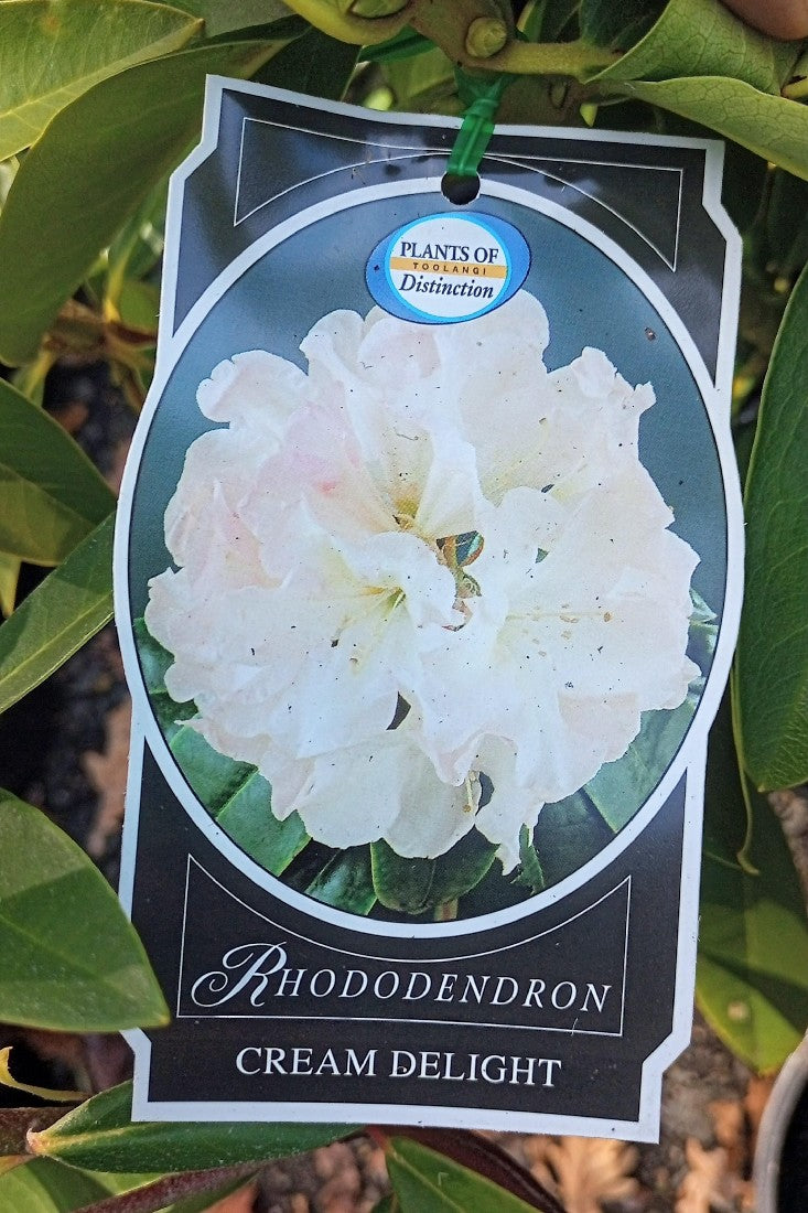 RHODODENDRON CREAM DELIGHT 200MM