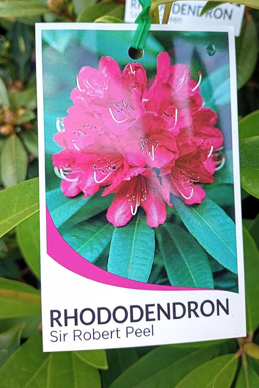 RHODODENDRON SIR ROBERT PEEL 200MM