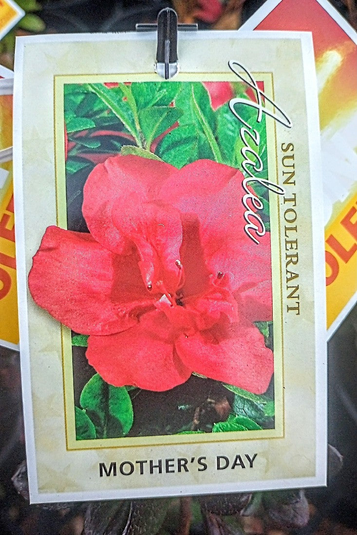 AZALEA MOTHERS DAY 140MM