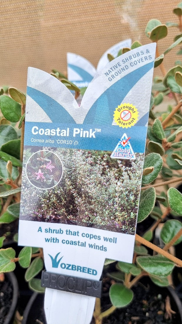 CORREA ALBA COASTAL PINK 140MM