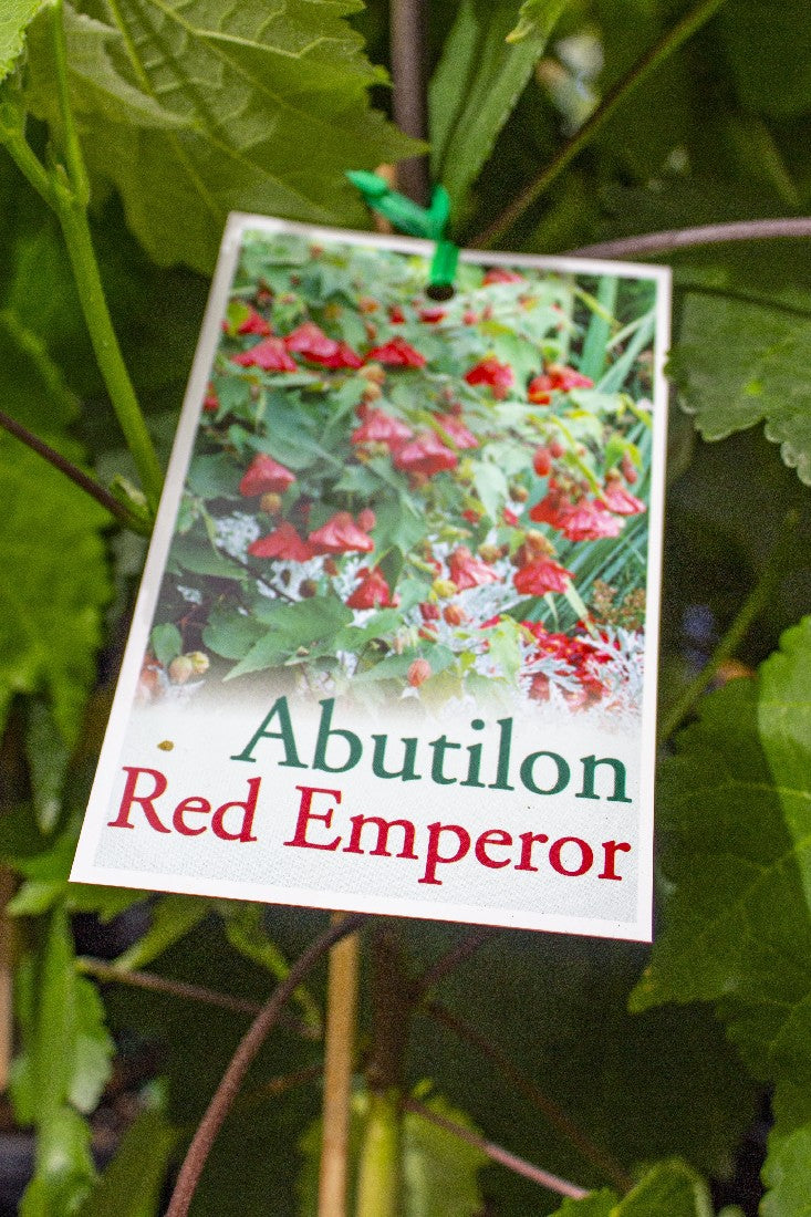 ABUTILON CHINESE LANTERN RED EMPEROR 140MM