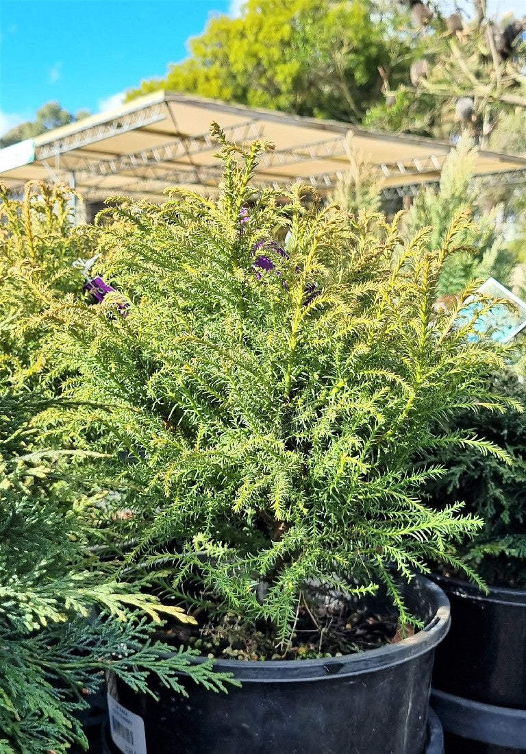 CRYPTOMERIA JAPONICA NANA 200MM