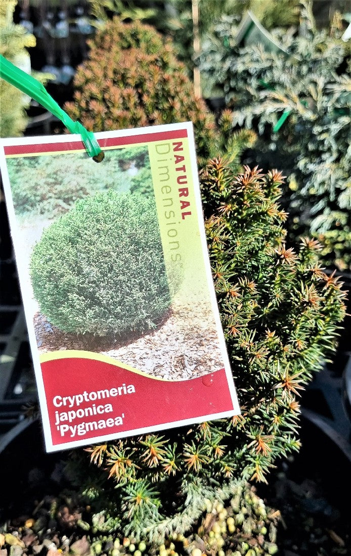 CRYPTOMERIA JAPONICA PYGMAEA 200MM