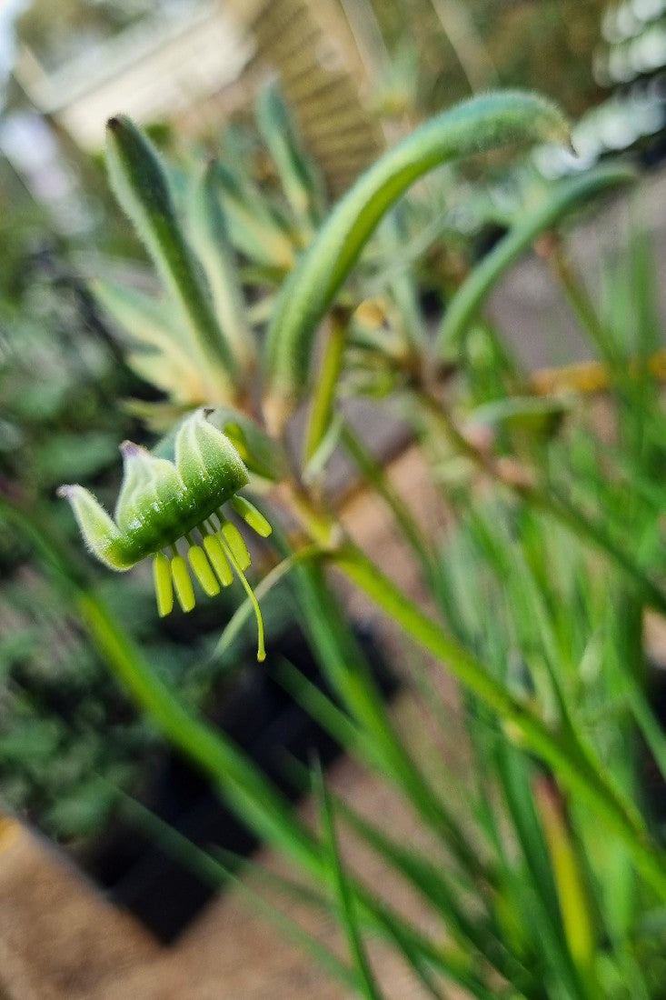 ANIGOZANTHOS BUSH GEM CELEBRATION AUSSIE SPIRIT KANGAROO PAW 140MM