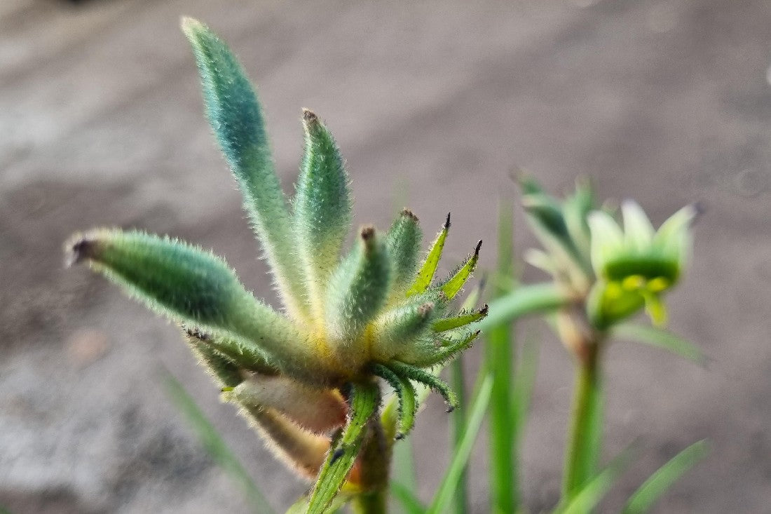 ANIGOZANTHOS BUSH GEM CELEBRATION AUSSIE SPIRIT KANGAROO PAW 140MM