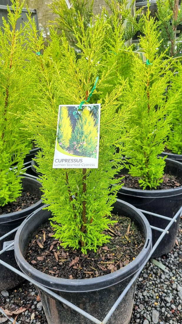 LEMON SCENTED CYPRESS 250MM