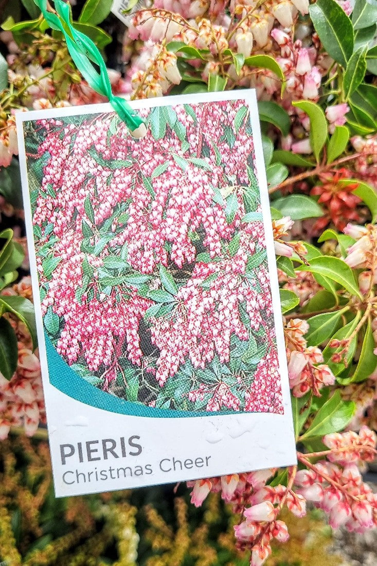 PIERIS JAPONICA CHRISTMAS CHEER 140MM