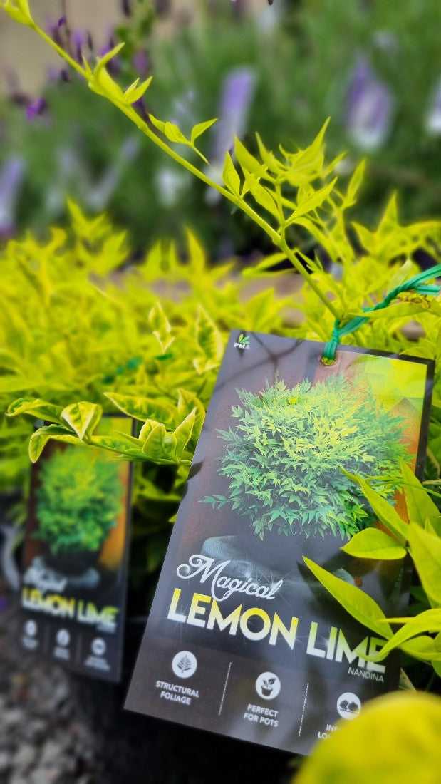 NANDINA MAGICAL LEMON LIME 200MM