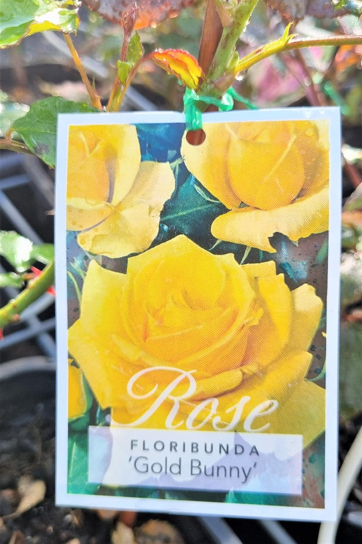 2022 BUSH ROSE GOLD BUNNY FLORIBUNDA