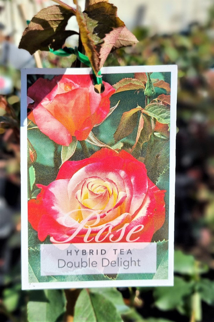 2022 DOUBLE DELIGHT HYBRID TEA ROSE BUSH ROSE