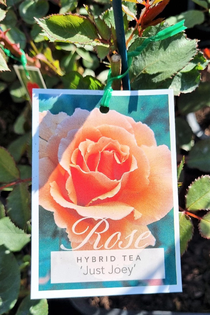 2022 BUSH ROSE JUST JOEY HYBRID TEA ROSE