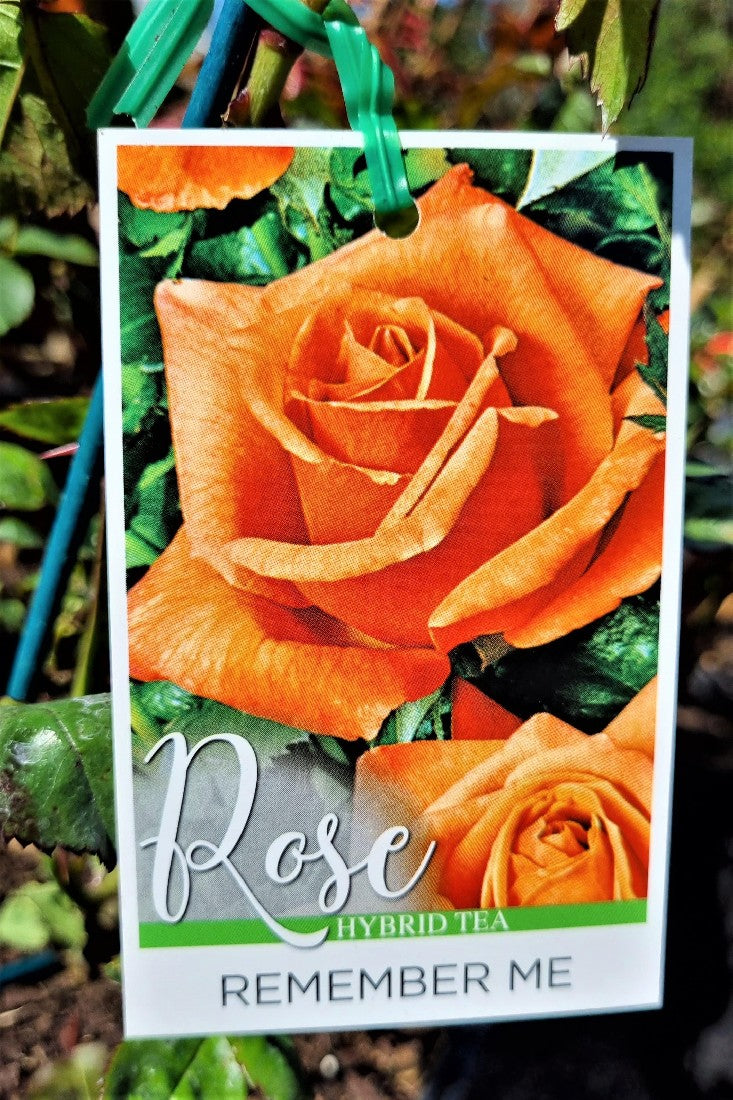 2022 BUSH ROSE REMEMBER ME HYBRID TEA ROSE
