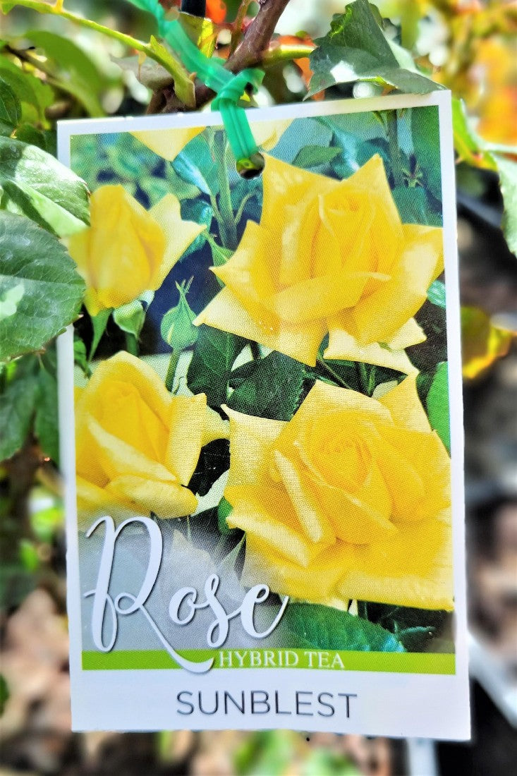 2022 BUSH ROSE SUNBLEST HYBRID TEA ROSE
