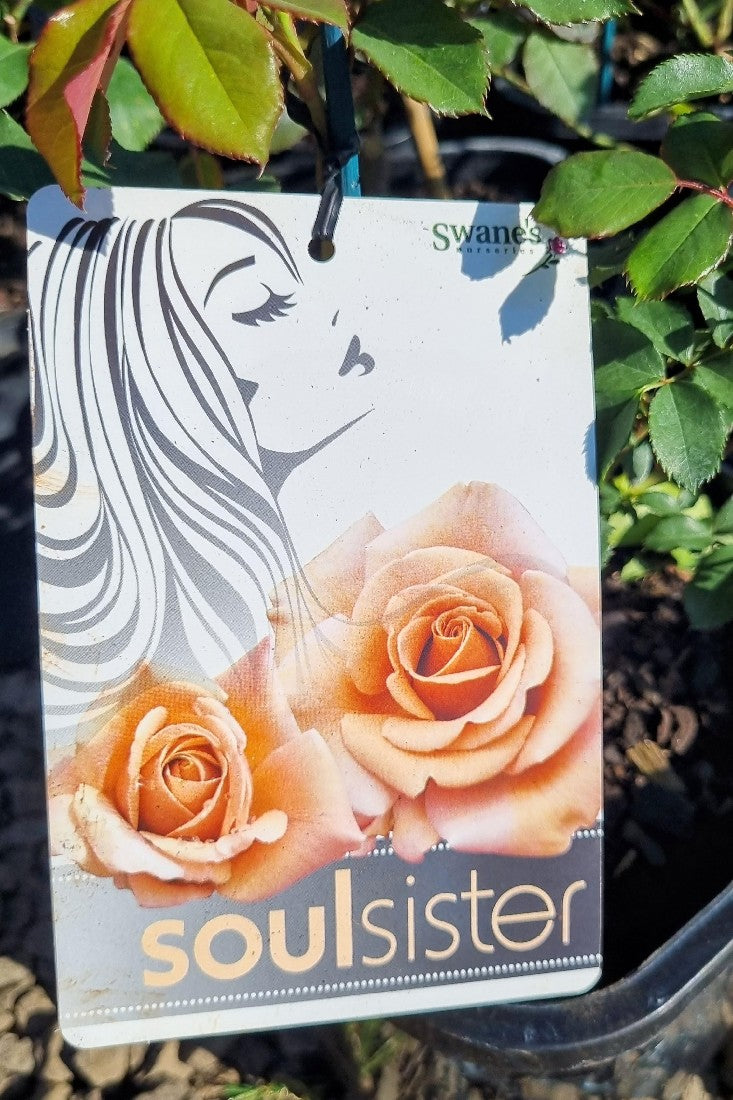 2022 SOUL SISTER HYBRID TEA ROSE BUSH ROSE
