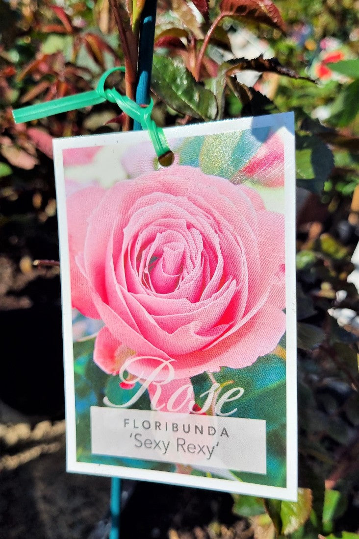 2022 SEXY REXY FLORIBUNDA BUSH ROSE