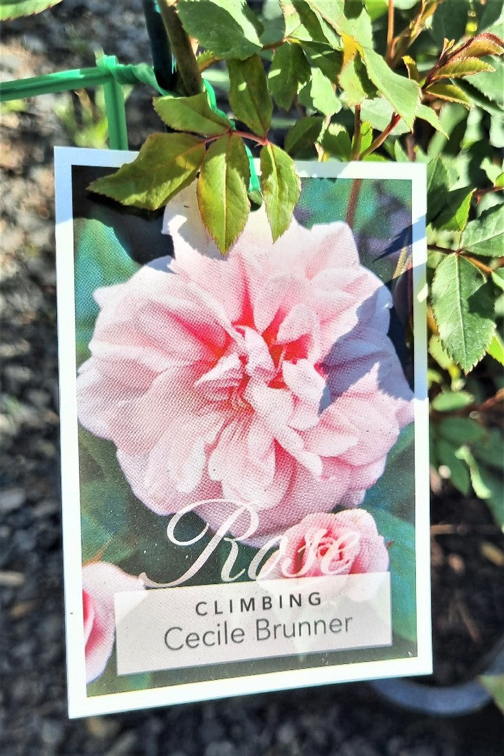2022 CLIMBING ROSE CECILE BRUNNER