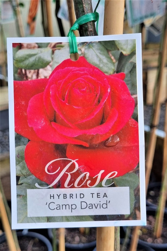 2022 3FT STANDARD ROSE CAMP DAVID HYBRID TEA